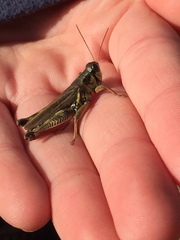 Melanoplus borealis