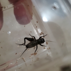 Gryllus veletis