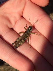 Melanoplus borealis