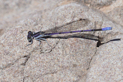Argia hinei