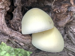 Volvariella bombycina flaviceps