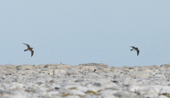 Charadrius modestus