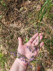 Dianella caerulea