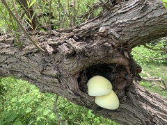 Volvariella bombycina flaviceps