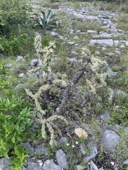 Cylindropuntia