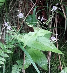 Veronica urticifolia