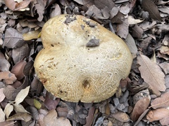 Butyriboletus pulchriceps