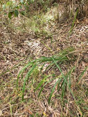 Dianella caerulea