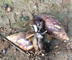 Lissachatina fulica