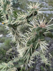 Cylindropuntia