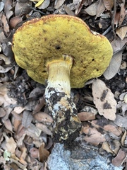 Butyriboletus pulchriceps