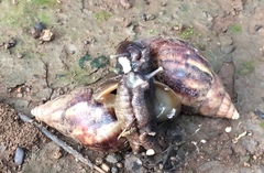Lissachatina fulica