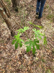Brachychiton acerifolius