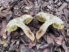Butyriboletus pulchriceps