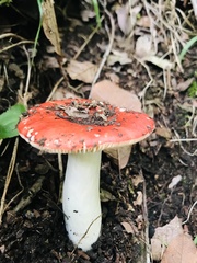 Russula