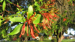 Embothrium coccineum