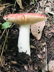 Russula