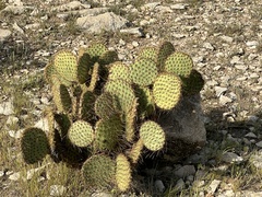 Opuntia strigil