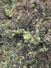 Metrosideros perforata