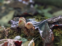 Calostoma ravenelii
