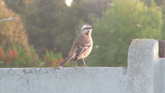 Mimus thenca