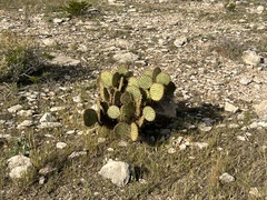 Opuntia strigil