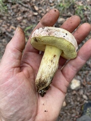 Butyriboletus pulchriceps