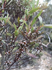 Eucalyptus leptophylla