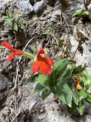 Erythranthe verbenacea