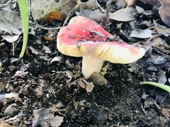 Russula