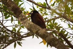 Psarocolius montezuma