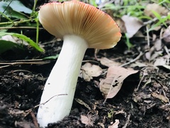 Russula