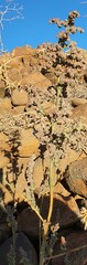 Chenopodium vulvaria