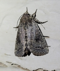 Protorthodes melanopis