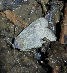 Protorthodes melanopis