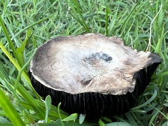 Leratiomyces percevalii