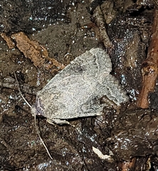 Protorthodes melanopis