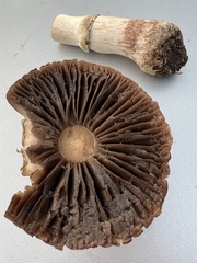 Leratiomyces percevalii