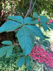 Cissus