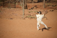 Propithecus verreauxi