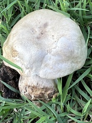 Leratiomyces percevalii