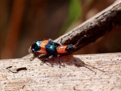 Dicranolaius bellulus