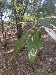 Quercus laurifolia