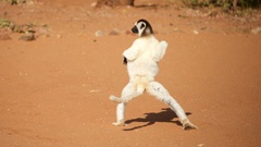 Propithecus verreauxi