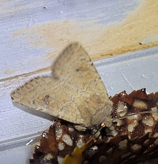 Protorthodes melanopis