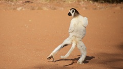 Propithecus verreauxi