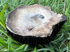 Leratiomyces percevalii