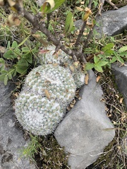Mammillaria parkinsonii