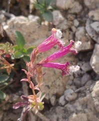 Penstemon newberryi