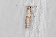 Hypatopa punctiferella